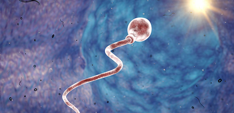 Représentation 3D d'un spermatozoïde se dirigeant vers un ovule